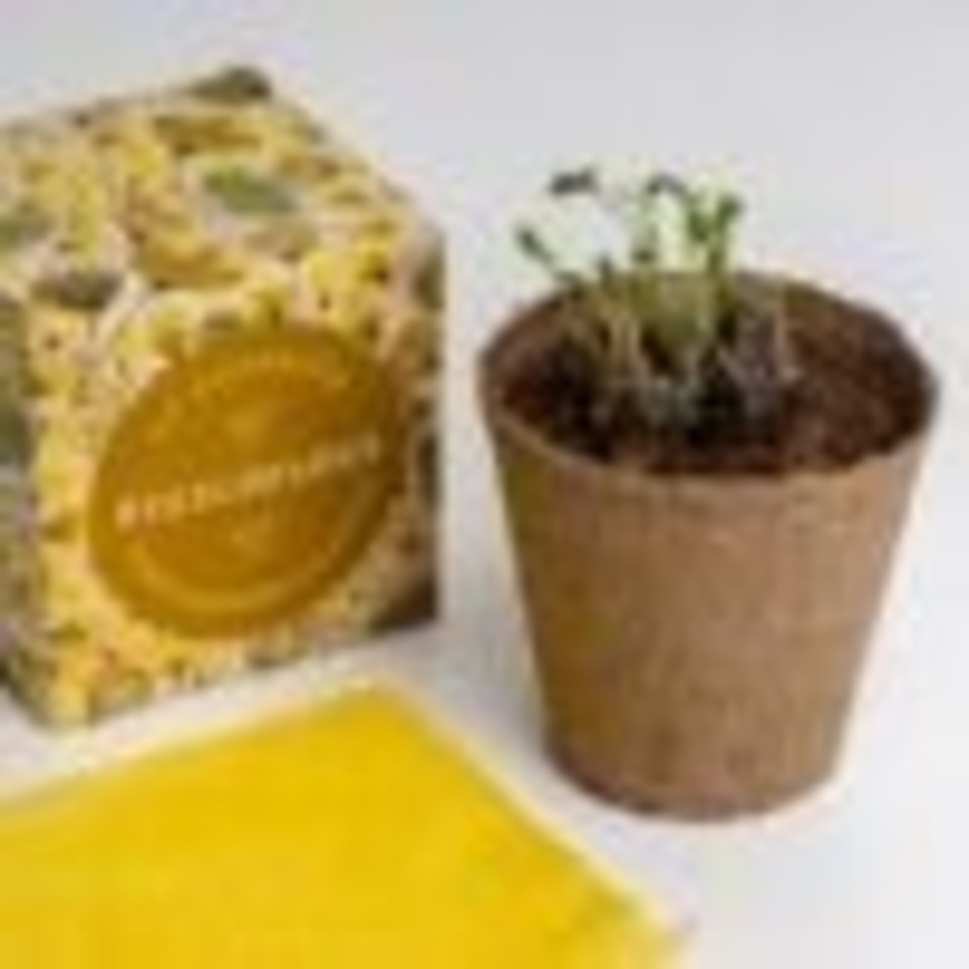 Kit autocultivo díselo con flores (Felicidades) - 2