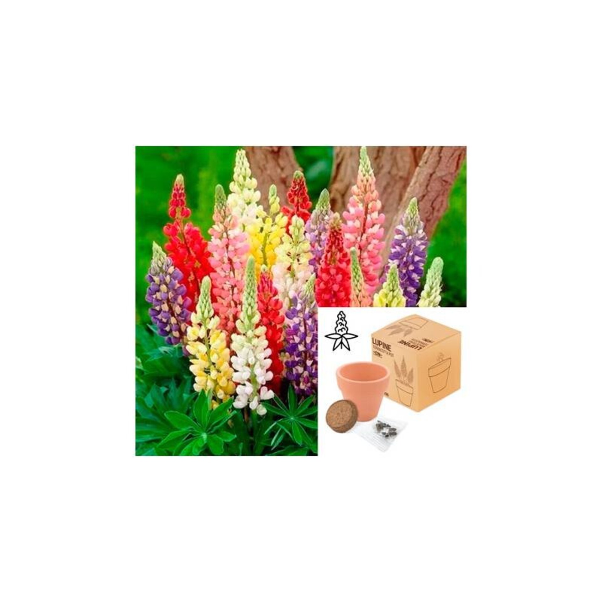 MACETA TERRACOTA CON SEMILLAS DE LUPINE - 2