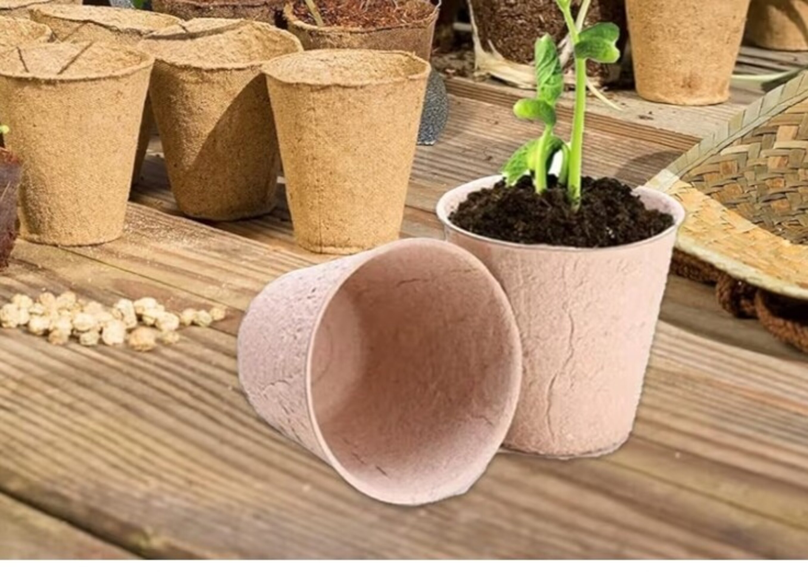 Bomba de Semillas de flores - 2