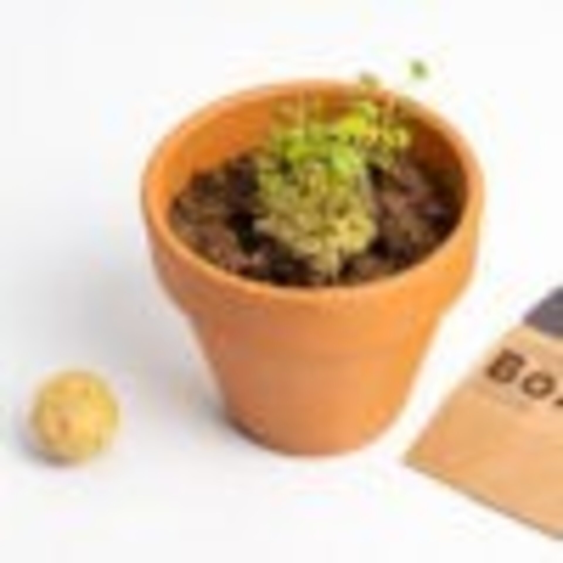 Bombas de biodiversidad (Salvemos a las Abejas) - 2