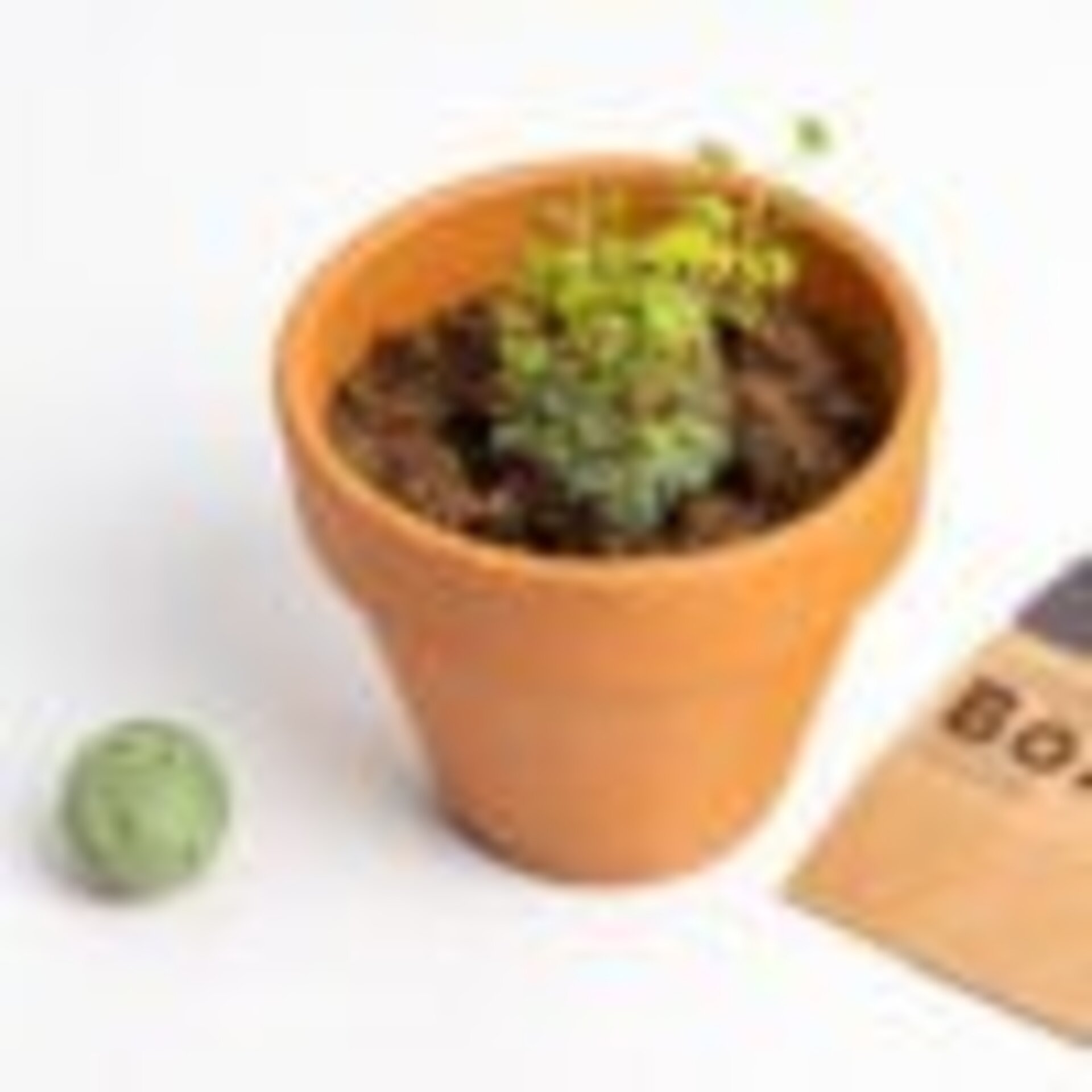 Bombas de biodiversidad (Jardín Mediterráneo) - 2