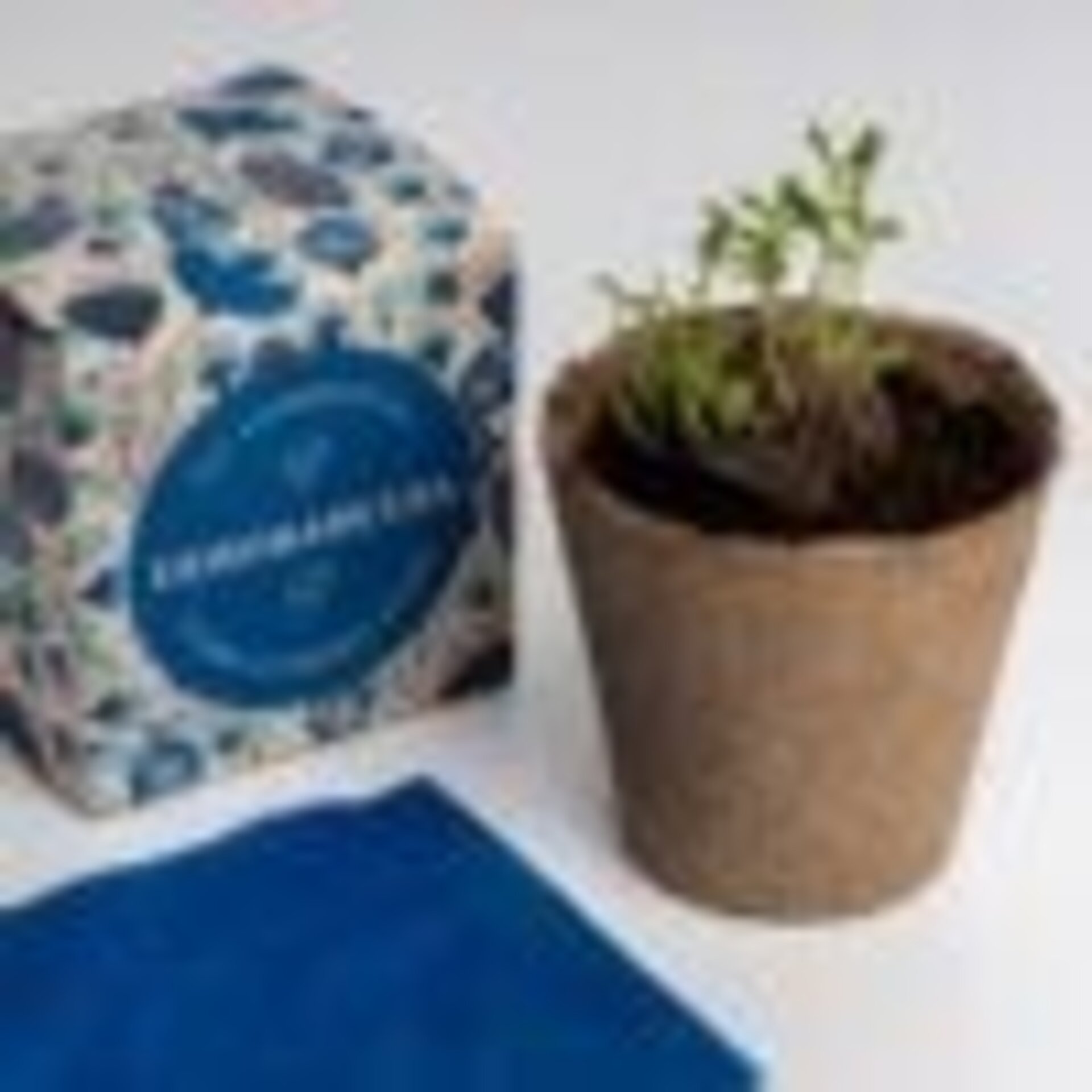 Kit autocultivo díselo con flores (Enhorabuena) - 3